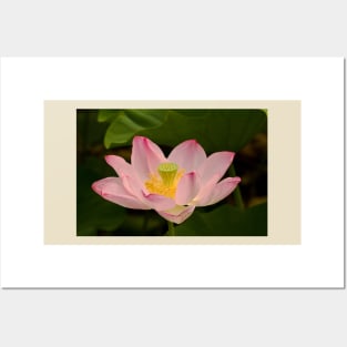 Pink lotus flower Posters and Art